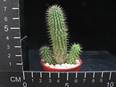 Hoodia macrantha