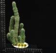 Hoodia gordonii