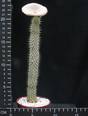 Hoodia gordonii