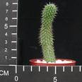 Hoodia gordonii