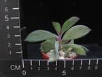 Kleinia grantii