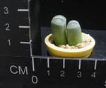 Lithops nebrownii