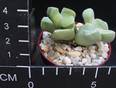 Lapidaria margaretae