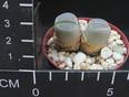 Lithops olivacea v nebrownii