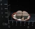 Lithops dinteri