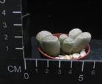 Lithops herrei