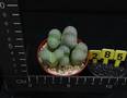 Lithops marmorata marmorata