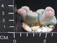 Lithops hookeri v. lutea