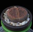 Lithops aucampiae f. Kuruman