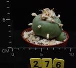 Lophophora williamsii v. texana