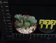 Lithops olivacea olivacea