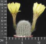Lobivia haematantha v densispina