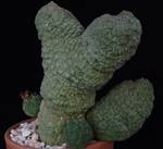 Trichocaulon cactiformis
