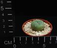 Lophophora williamsii v. decipiens