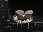 Lithops hallii