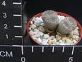 Lithops lesliei v. venteri