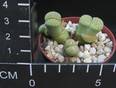Lithops localis Speckled gold