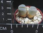 Lithops olivacea v nebrownii