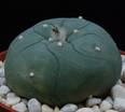 Lophophora caespitosa