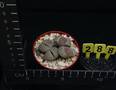 Lithops aucampiae fluminalis