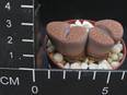Lithops schwantesii v. cristinae