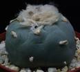 Lophophora williamsii