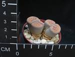 Lithops gracilidelineata ssp. brandbergensis
