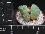 Lithops olivacea v. olivacea