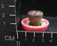 Lithops aucampiae