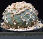 Lophophora williamsii