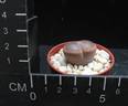 Lithops aucampiae