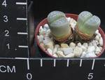 Lithops otzeniana