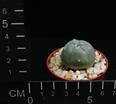 Lophophora williamsii