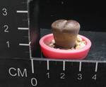Lithops aucampiae