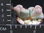 Lithops hookeri v. lutea