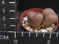 Lithops lesliei v. hornii
