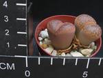 Lithops lesliei v. hornii