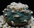 Lophophora jourdaniana