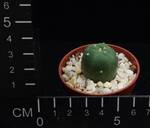 Lophophora diffusa