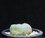Lophophora williamsii