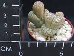 Lithops doroteae
