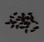 Larryleachia cactiformis seme