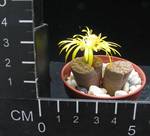 Lithops dabneri