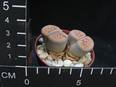 Lithops gracilidelineata ssp. brandbergensis