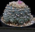 Lophophora williamsii v. decipiens