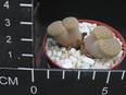 Lithops fulviceps