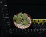 Lithops localis speckled gold