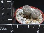 Lithops lesliei v. venteri