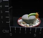 Lithops pseudotruncatella v.dendritica