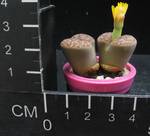 Lithops bromfieldii